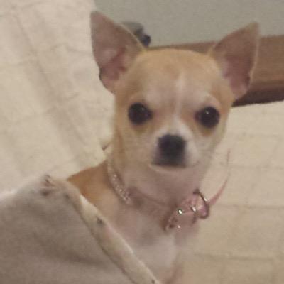 I'm a Chihuahua and I love eating carpet fluff. Piddling on a rug somewhere near you.