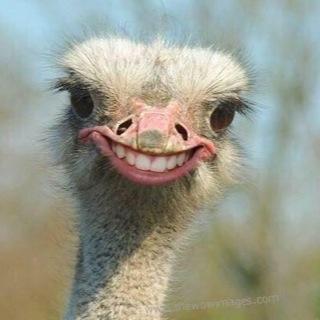 FaZe_lcedd's profile picture. 