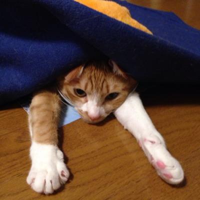 社会福祉士、保護猫、子ども食堂、日向坂46、櫻坂46、乃木坂46、立ち飲み、大衆居酒屋、せんべろ、世界！ニッポン行きたい人応援団、北川景子、今田美桜、満島ひかり、市川紗椰、岡崎紗絵、綾瀬はるか、倉科カナ、永野芽郁、滝沢カレン、新川優愛、優香、堂真理子、文房具、攻殻機動隊、船橋、NW8、佃、月島、タイ古式マッサージ