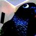 Gail Anderson 🦜 (@smallgreenberd) Twitter profile photo Gail Anderson 🦜 (@smallgreenberd) Twitter profile photo