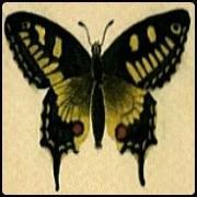 KleesButterfly (@kleesbutterfly) Twitter profile photo