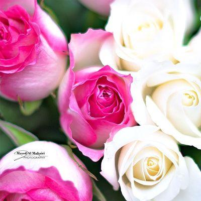 suadalhabib's profile picture. 