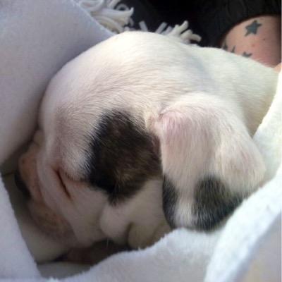 CallisShelley's profile picture. Full time carer for Maximus Decimus Meridius aka my Victorian Bulldog Max