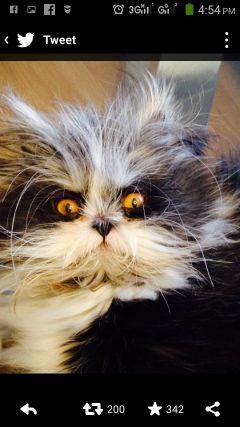 LaredodeCronk's profile picture. 