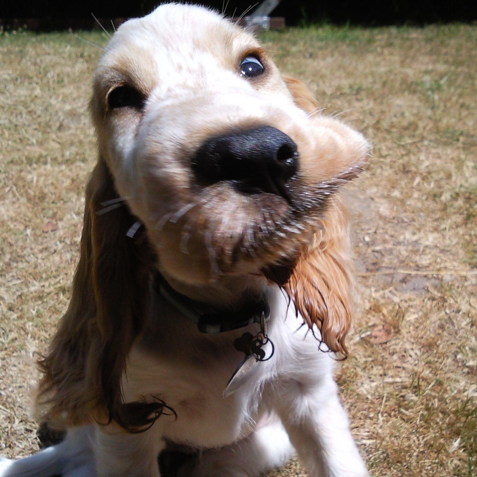 dog blog uk is the place to find the latest dog news, reviews & events. Keep your eyes peeled for discount codes and offers, too!