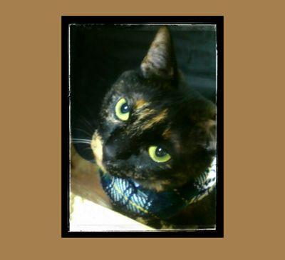さび猫を愛し
ステキだな♪って作品を見つけると いいね♪してしまいます(*'▽'*)
色々呟いたりリツイートしたり...フォローはご自由に  
電波塔を眺めつつ　認知症義母介護中～
介護者の方にも いいねポチッとしちゃいます　がんばろ～(^-^)