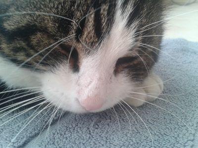 Cat31410's profile picture. Coucou moi c'est Lechatcool comme tu peut le voir je suis cool parce'que moi je te follow♥♥♥MIAOU♥♥♥ instagram:Lechatcool31 Skype:Lechatcool1  LOVE