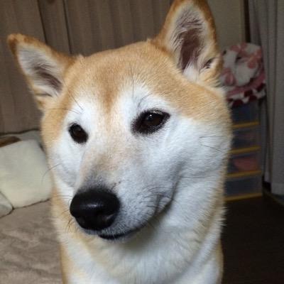 PopoRirosuke's profile picture. shiba
