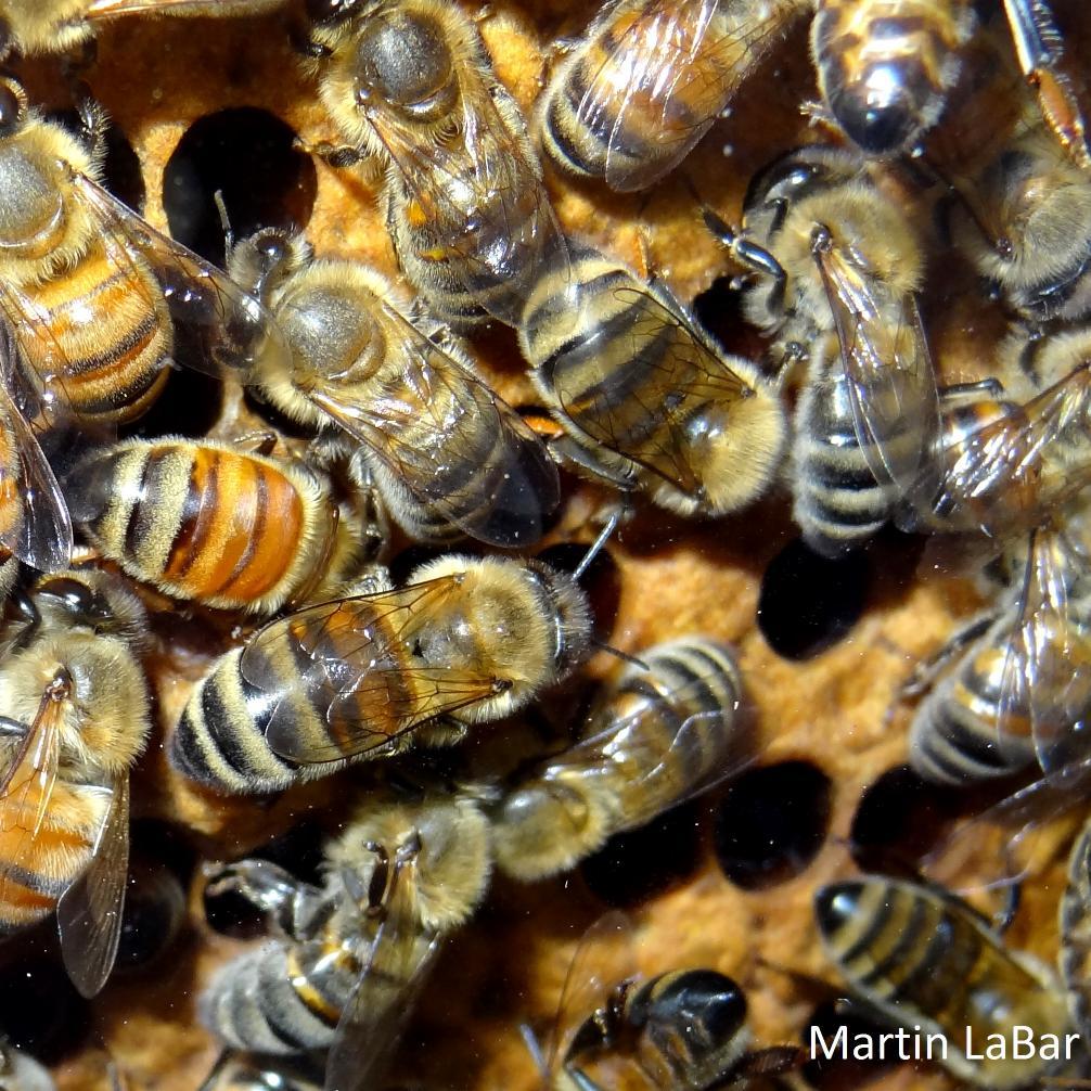 BeeCampaign's profile picture. Capital Bee is campaigning for bee-friendly practices that will benefit both people and pollinators.