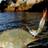 Crab