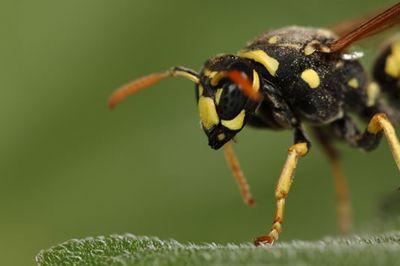 pest control