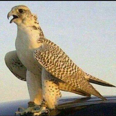 mmnjh773's profile picture. مهتم لنهضة بلدي والأمة العربية والإسلامية