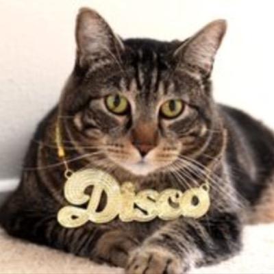 discocat32 Profile Picture