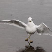 gutzeemoves's profile picture. Breaking loose and running wild. Gutzee Chick looking for her tribe. Are you Gutzee? Prove it! #noregrets #justdoit #lifehacks