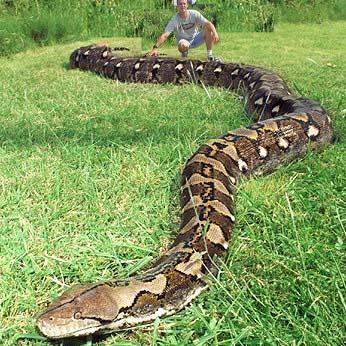 world biggest snake for ever