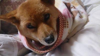 愛犬まろん♀１０歳♪まろんの日常アップしてます！！ワンコ大好きな大学生です！！よろしくお願いします！！
