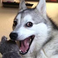 Husky (@huskydice) 's Twitter Profile