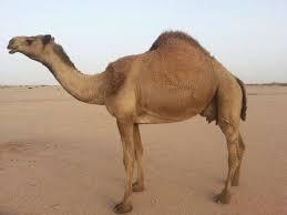 ‏‏‏‏‏ﺧﺬﻭﻧﻲ ﻳﺎ ﺍﺣﺒﺎﺋﻲ ﺧﺬﻭﻧﻲ *-* ﺍﻟى ﺍﺭﺽ ﺍﻟﺤﺠﺎﺯ ﻭﺍﺳﻌﺪﻭﻧﻲ - ﺑﻜى ﻗﻠﺒﻲ ﺣﻨﻴﻨﺎ ﻭﺍﺭﺗﻴﺎﻋﺎ *-* ﻭﺩﻣﻊ ﺍﻟﺸﻮﻕ ﺗﺬﺭﻓﻪ ﻋﻴﻮﻧﻲ