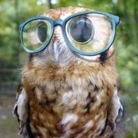 la chouette (@la_chouet) 's Twitter Profile Photo