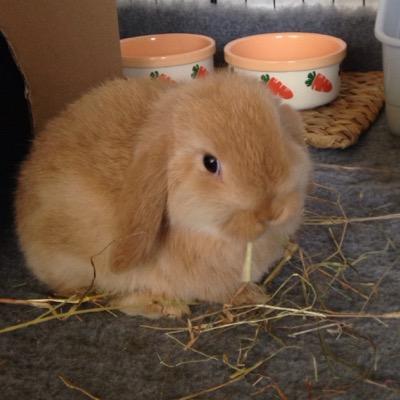 TacoTheRabbit Profile Picture