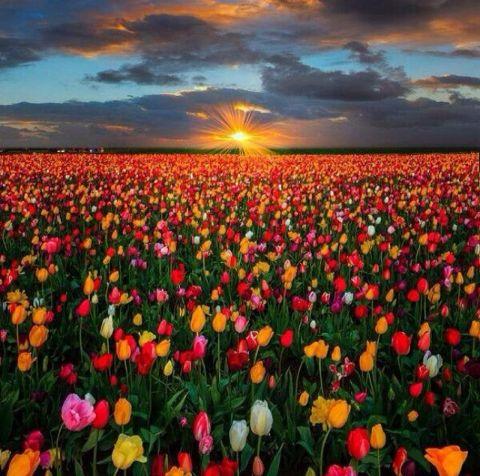 qqtrisy's profile picture. @ekodianindrasto's wife | لا اله الا الله محمد رسول الله |