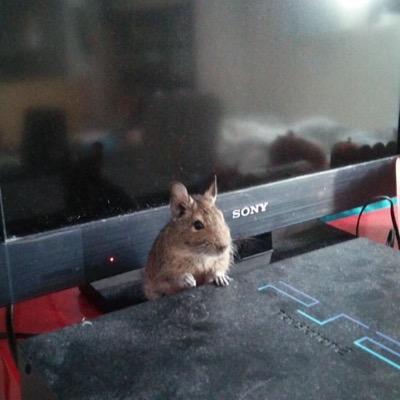 エンドウ