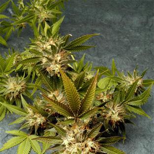 HTTPMARIJUANA's profile picture. 