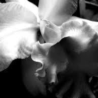 Orquídea Viagens - Anália Franco     (11) 2815-1809 / (19) 98426-1302 Milhares de hotéis, pousadas e chalés em todo o Brasil.