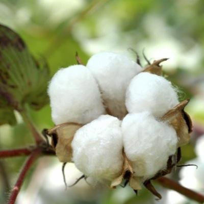 typmoshist's profile picture. 