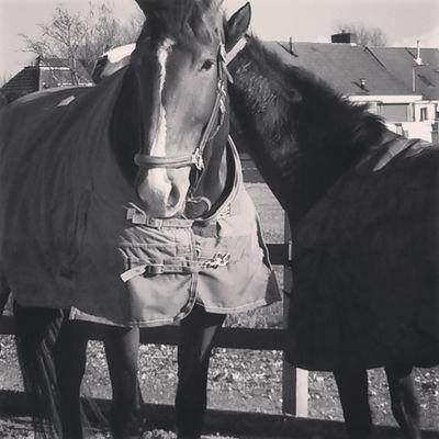 horses♡