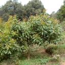 Nelson Tejeda - @2076Nely - Twitter