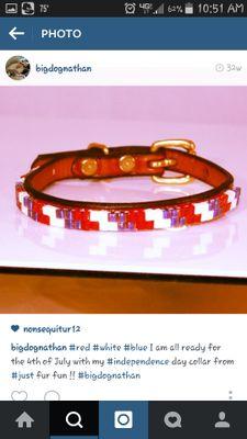 jstfurfun's profile picture. pet fashion fanatic !! i create one of a kind pet collars and accessories and i love dachshunds