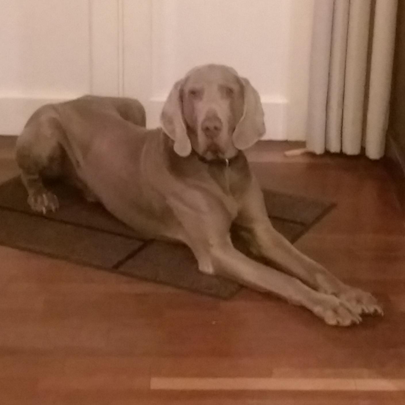 KennelClubNames's profile picture. Internet naming is changing. Now organizations of all kinds can chose more clearly identifiable domains that let their members know who they are.