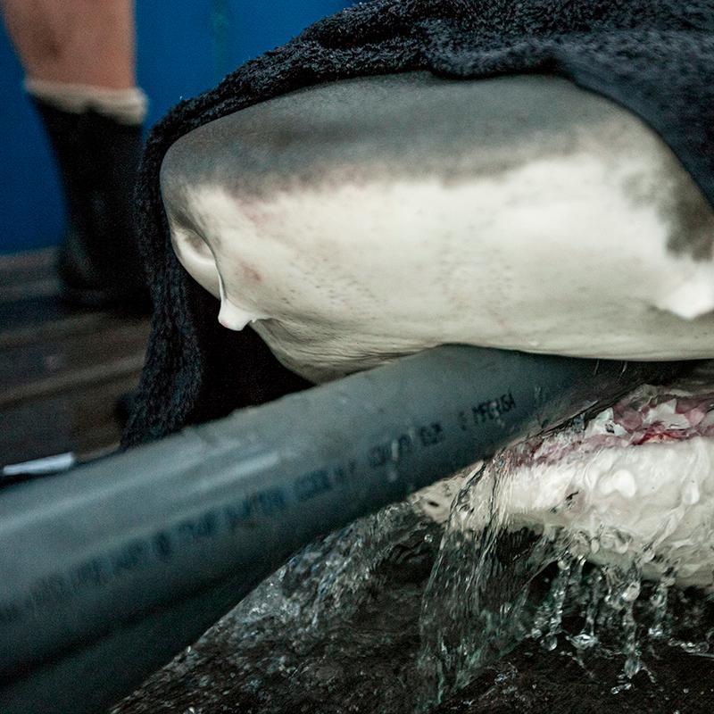 I'm the first #tigershark tagged by @OCEARCH on #ExpeditionAustralia.