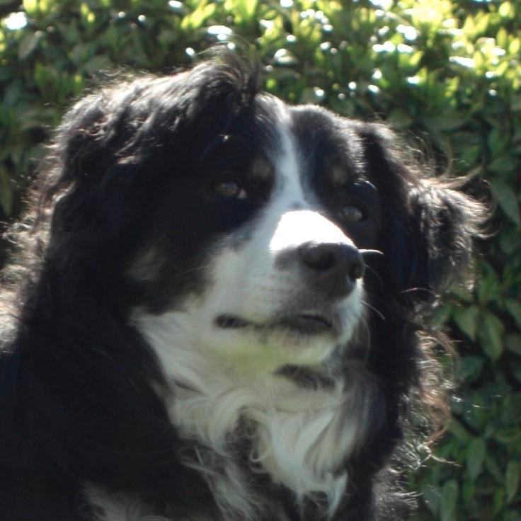 I was born on the 24th of July 2005 on a farm in Somerset and I adopted my family about three months afterwards. I have been living with them ever since.