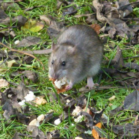 AdaMantyne's profile picture. Nature lover. Folklore  
Sadly worried by all lack of action on climate change and the destruction of our amazing planet. Hates selfishness. Loves kindness 🦔🐀