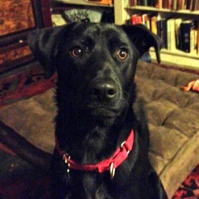 A good dog | Aka 'Mr Handsom' | Favorite Seinfeld is Elaine | I like to go to MacDondlds