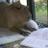 casualcapybara's profile image