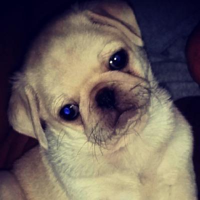 just a pug lookin for love.
