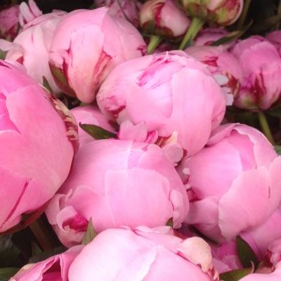 Artisan florist growing and selling beautiful scented seasonal flowers for any occasion from our North Norfolk farm. We specialise in Peonies