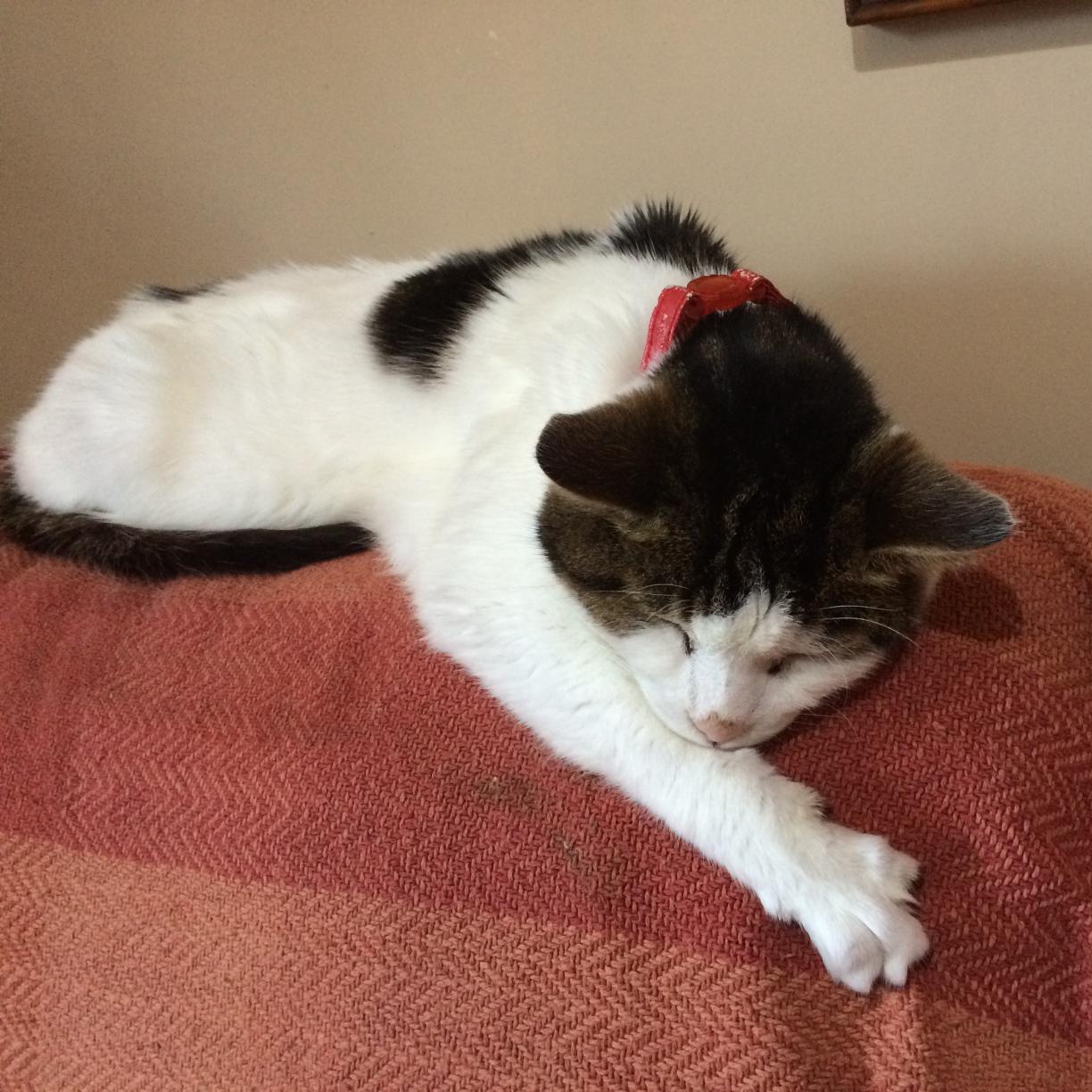 I'm a cat. I sleep and sleep and sleep. enjoy going on Twitter in my spare time All views are my own