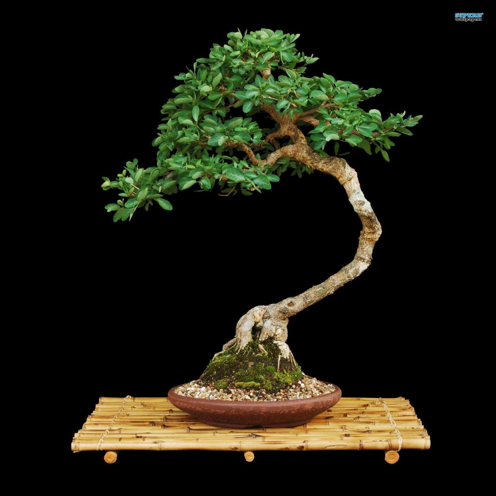 BonsaiGrowers's profile picture. 