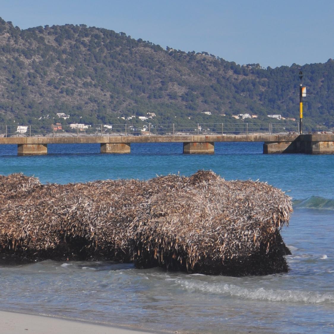 Mireiagr3's profile picture. Mestra d'Educació Infantil i Primària en permanent formació.