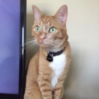 I'm a feisty.  I like making many friends; get along with seveal species. Rescued at 10wks old. I believe in rescuing, healthy pets & neuter/spaying.