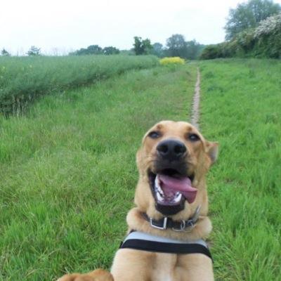 _Pawsforthought's profile picture. Transition Year YSI project from Avondale Community College promoting the work and raising awareness of the ISPCA✌️