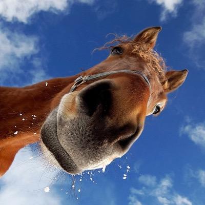 ♞♘Paarden account♘♞ since ✦20-4-2014✦