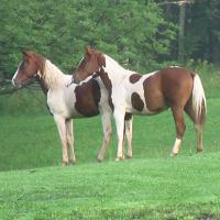 Stone Tavern Farm (@farmtavernfarm) 's Twitter Profile