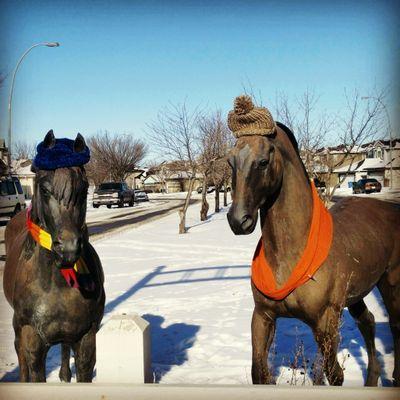 Keeping an eye out for hooligans in Hidden Valley since 1990. Unofficially, we are Calgary's favourite equines.
