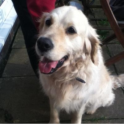 peirsonrichard's profile picture. i love cockpoo