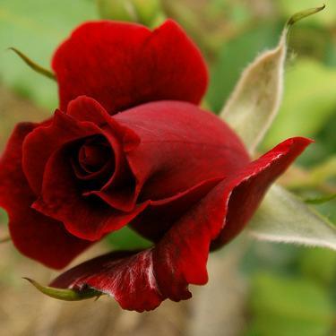 BassitInusah's profile picture. 